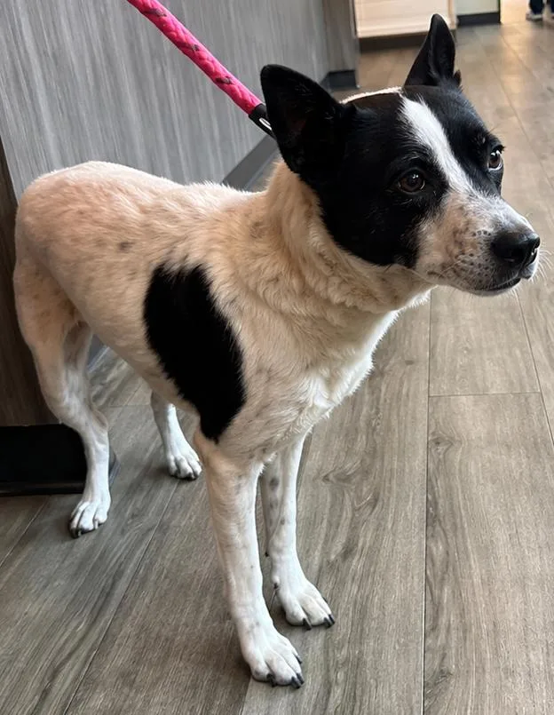 An adult medium-sized female White / Cream Cattle Dog dog named Stormi for adoption in Windcrest, TX