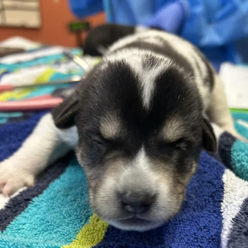 A baby small-sized male Black Labrador Retriever dog named Bronco for adoption in Flagstaff, AZ