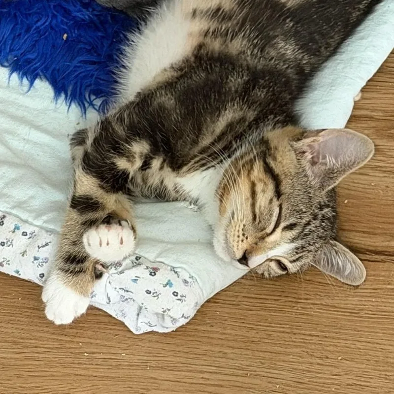 A baby medium-sized female Domestic Short Hair cat named Valkyrie for adoption in Honeoye, NY