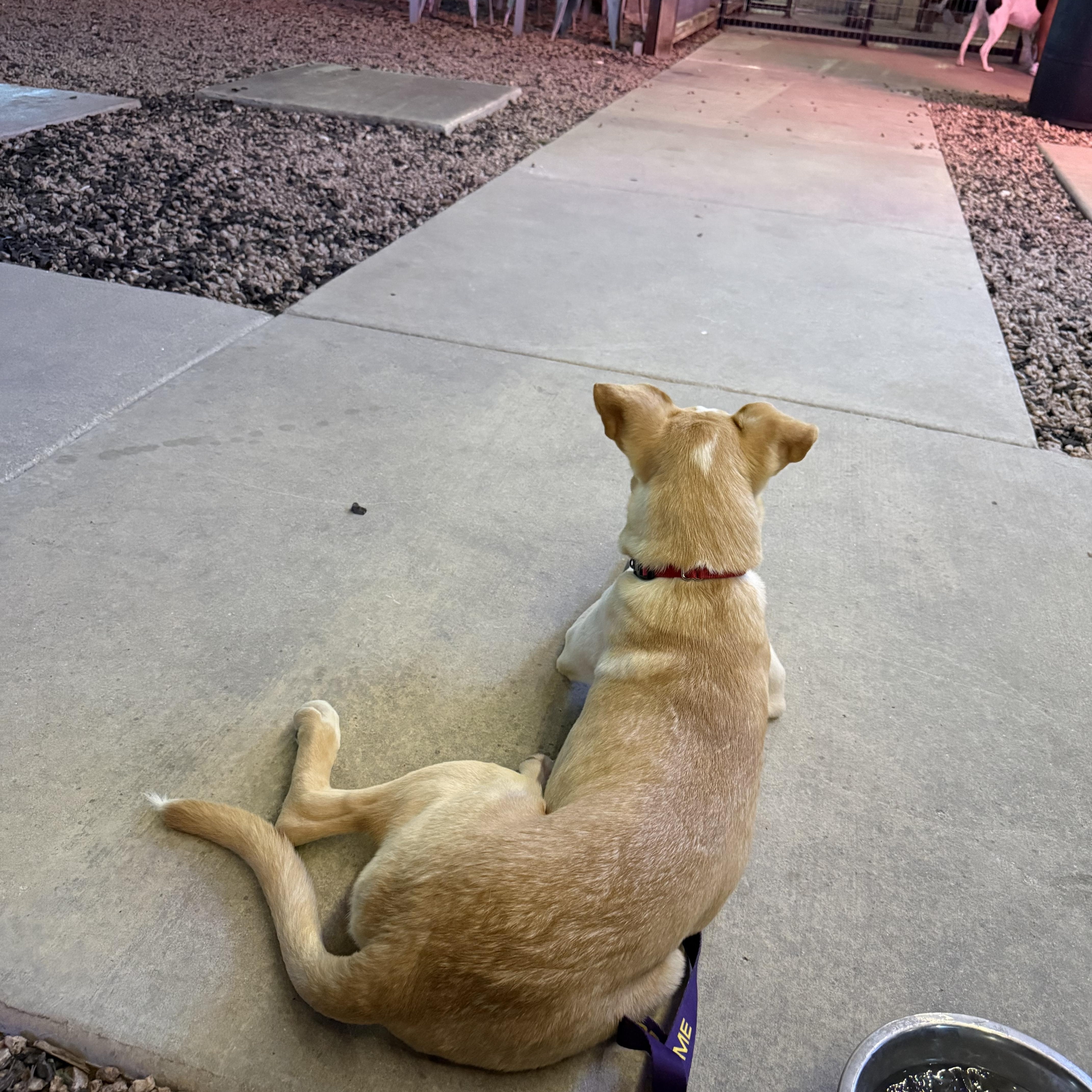 A young medium-sized male Labrador Retriever dog named Vanilla for adoption in San Antonio, TX