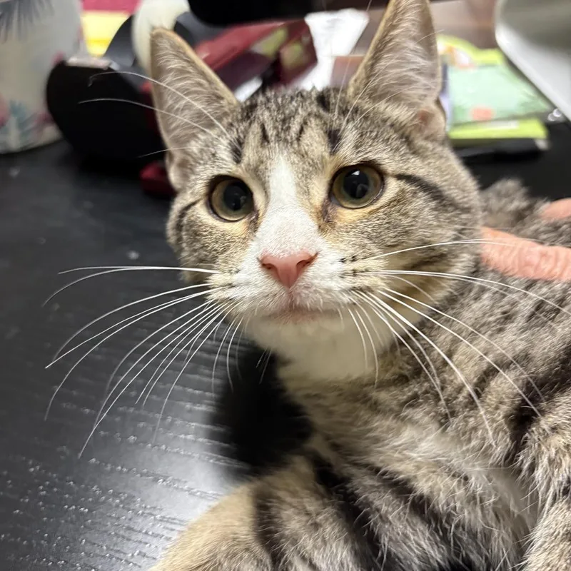 A baby small-sized female Brown / Chocolate Domestic Short Hair cat named Lady Bug for adoption in Waynesboro, PA