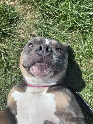 An adult large-sized female Gray / Blue / Silver Pit Bull Terrier dog named Seven for adoption in Kansas City, MO