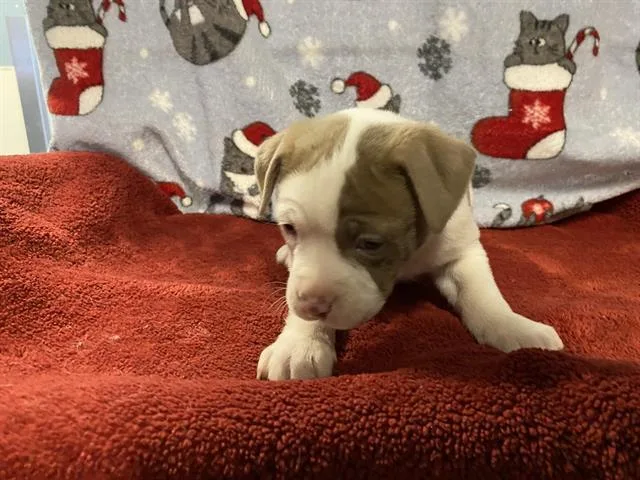 A young small-sized male Pit Bull Terrier dog named Yonny for adoption in Modesto, CA