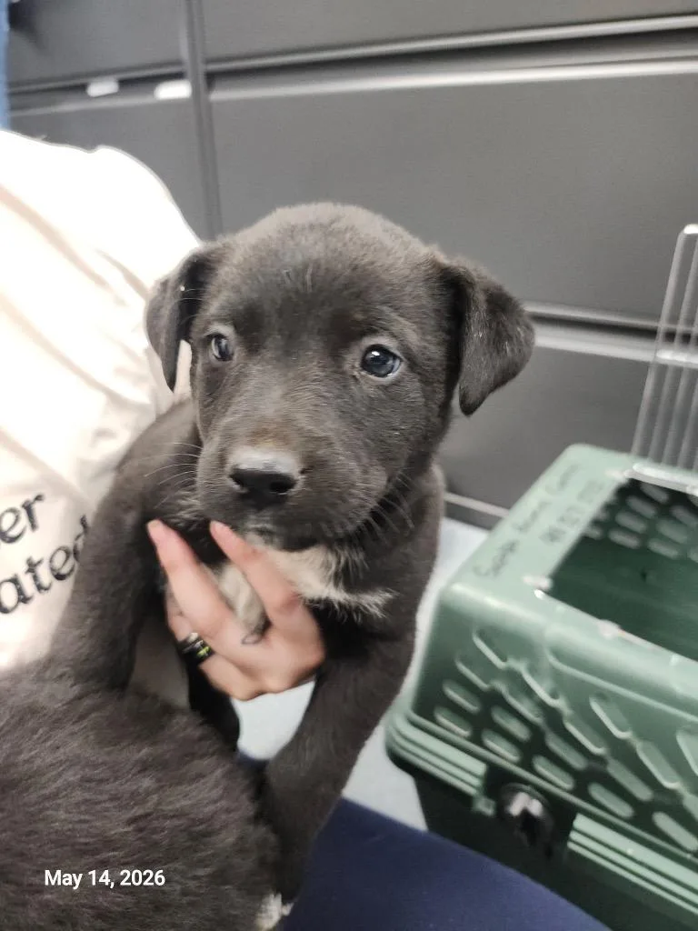 A baby large-sized female Mixed Breed dog named Taylor for adoption in Sapulpa, OK