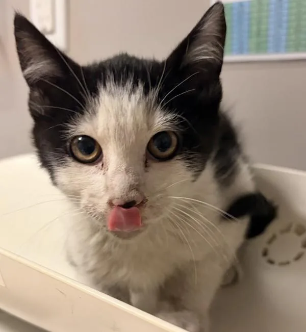A baby small-sized male Domestic Short Hair cat named Lake for adoption in Oakland, CA