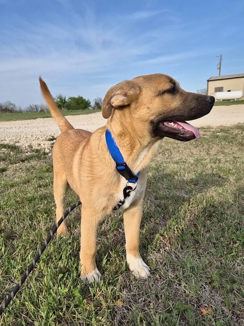 A young medium-sized male Black German Shepherd Dog dog named Jagger for adoption in Bowie, TX
