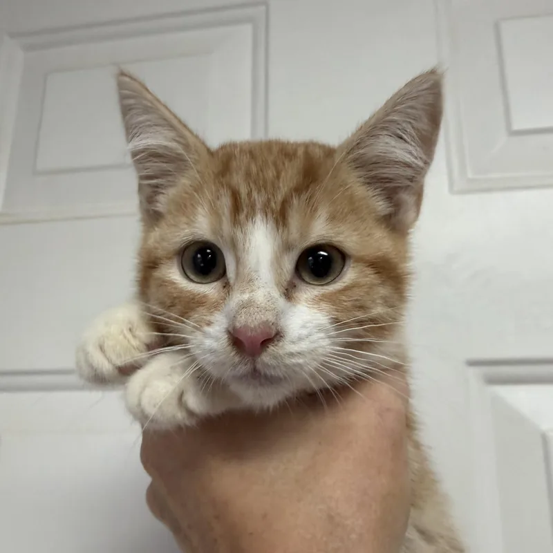 A baby medium-sized male Tabby cat named Paxton for adoption in Columbia, SC