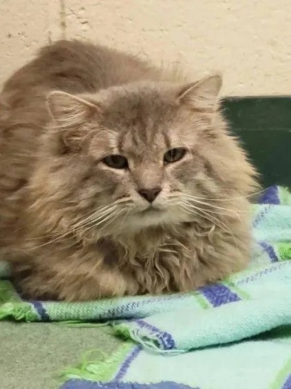 An adult medium-sized male Tabby (Gray / Blue / Silver) Domestic Medium Hair cat named Romeo for adoption in Williamsport, PA