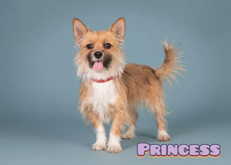 A young small-sized female Apricot / Beige Yorkshire Terrier dog named Princess for adoption in Santa Clarita, CA