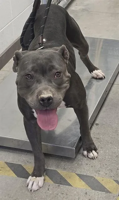 An adult medium-sized female Pit Bull Terrier dog named Marjorie for adoption in Tucson, AZ