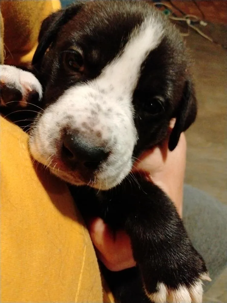 A baby medium-sized female Labrador Retriever dog named Freya for adoption in Bremen, OH