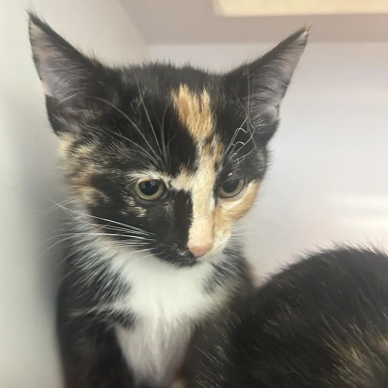 A baby small-sized female Tortoiseshell Domestic Short Hair cat named Fleece for adoption in Park City, UT