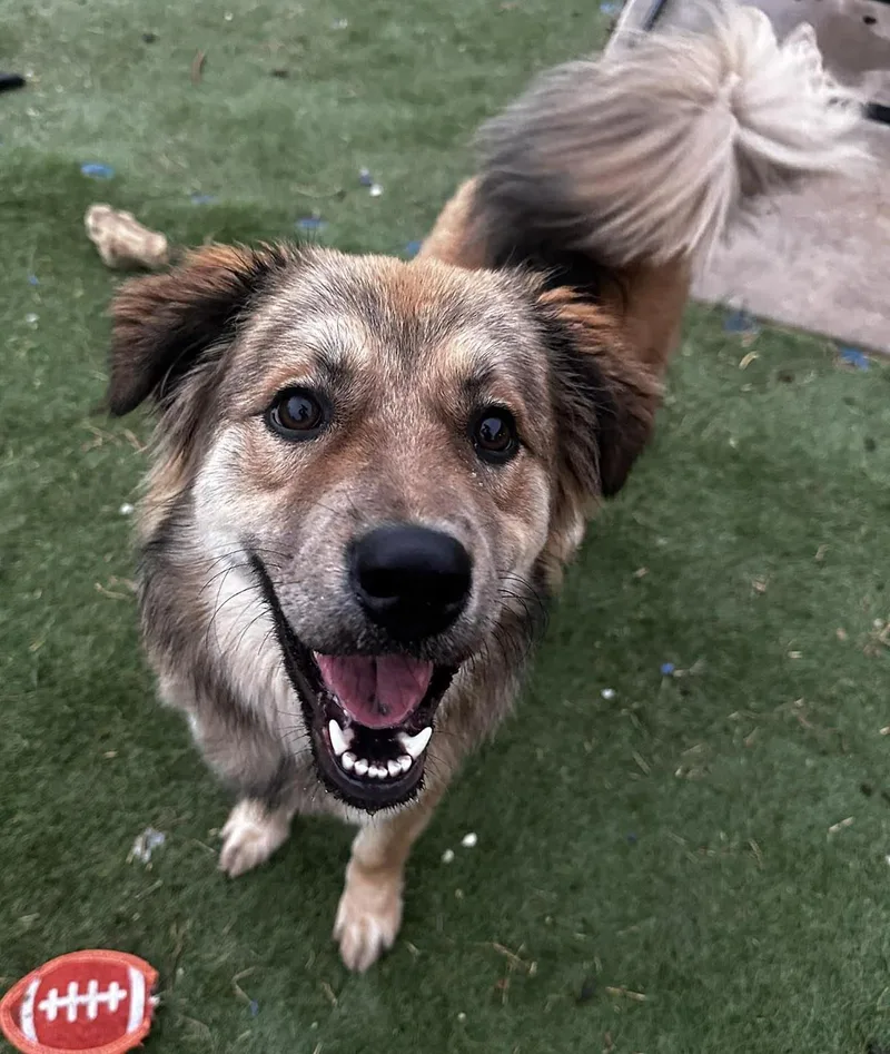 A baby medium-sized male Brown / Chocolate Great Pyrenees dog named Bearington for adoption in Kiowa, OK