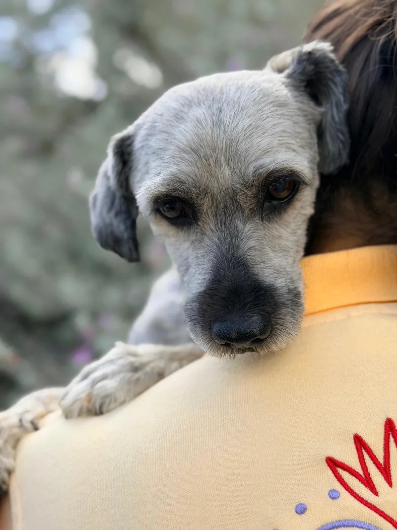 An adult small-sized male Schnauzer dog named Walter for adoption in Manvel, TX