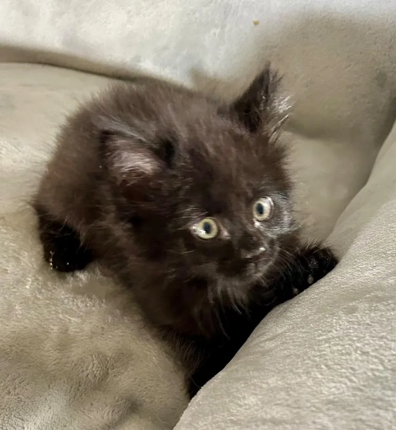 A baby medium-sized male Domestic Medium Hair cat named Buckaroo for adoption in Greeneville, TN