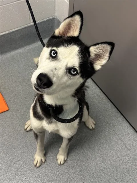 An adult medium-sized female Siberian Husky dog named Becs for adoption in Indianapolis, IN