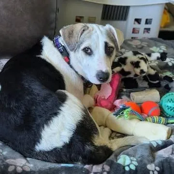 Cj