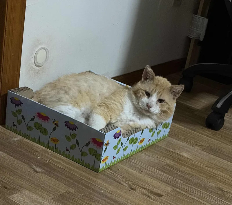 An adult medium-sized male Tabby (Orange / Red) Domestic Short Hair cat named Ozzy for adoption in Weehawken, NJ