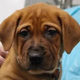 A baby medium-sized male Brown / Chocolate Mastiff dog named Flan for adoption in South Elgin, IL