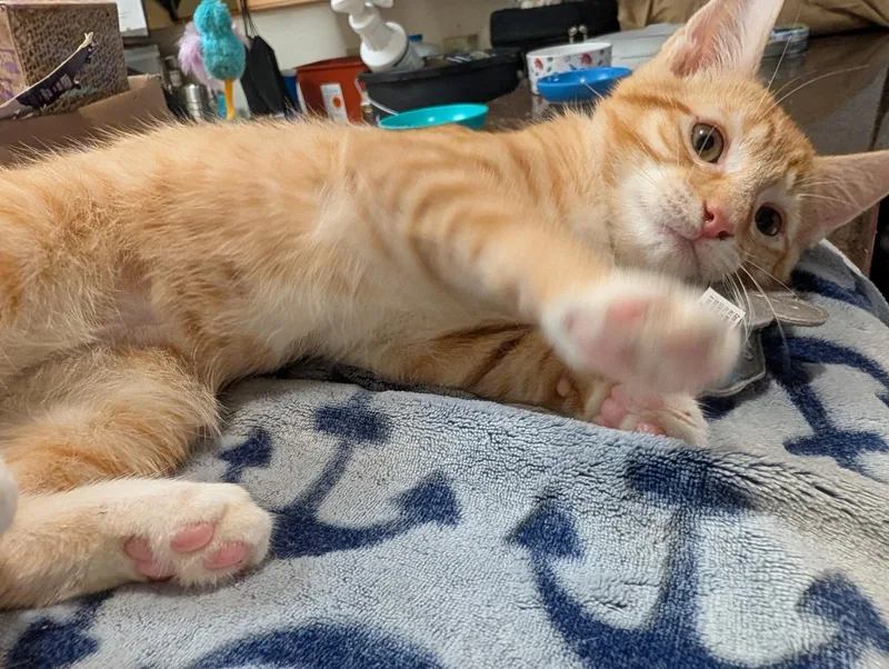 A young medium-sized male Tabby (Orange / Red) Domestic Short Hair cat named Fanta for adoption in Allison Park, PA