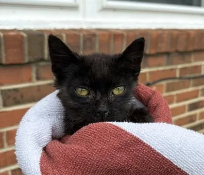 A baby small-sized female Domestic Short Hair cat named Dusk for adoption in West Chester, PA