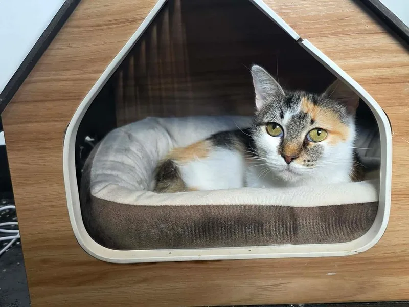 An adult large-sized female Orange & White Calico cat named Adele for adoption in Lewisburg, TN