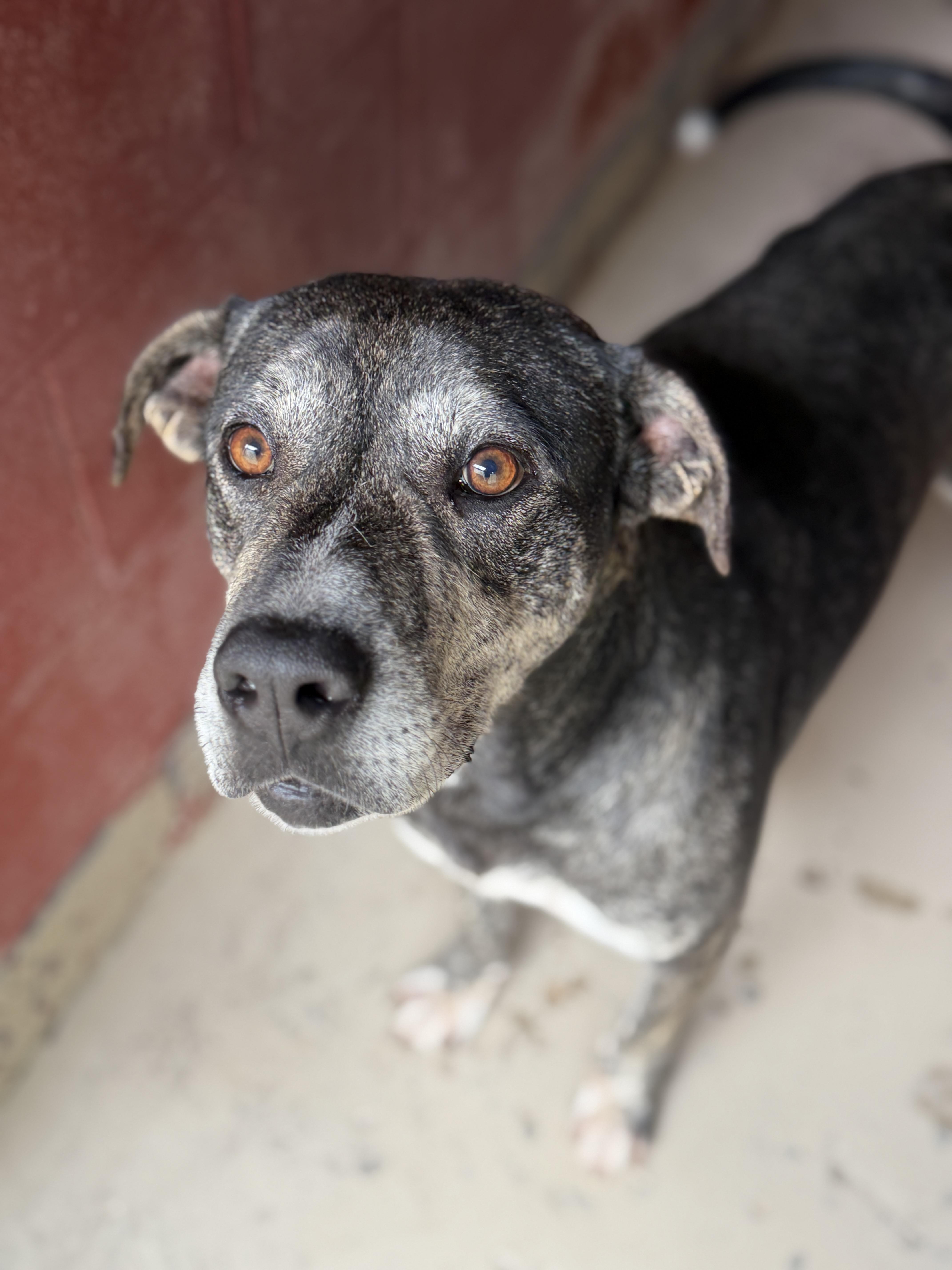 An adult large-sized male Black Mixed Breed dog named Cash for adoption in Elberton, GA
