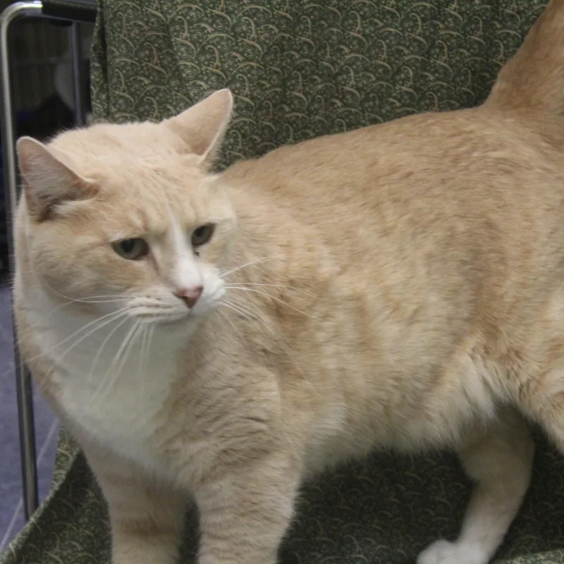 An adult large-sized male Buff / Tan / Fawn Domestic Short Hair cat named Richard for adoption in Yucca Valley, CA