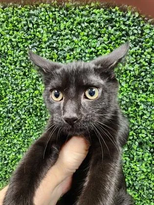 A baby small-sized male Domestic Short Hair cat named Mo $ for adoption in Seneca, SC
