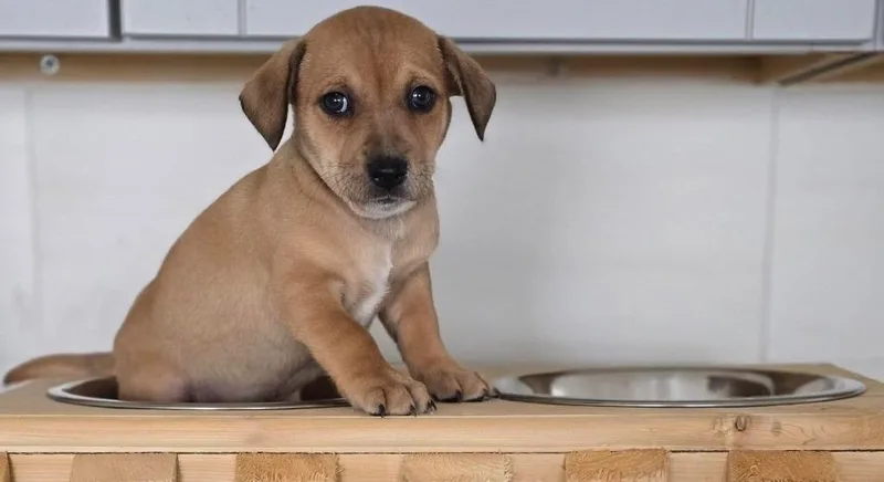 Marcello thumbnail 3