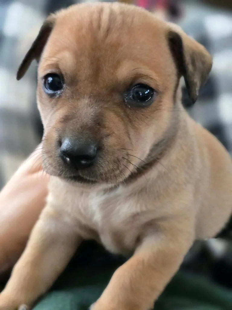 Marcello thumbnail 4