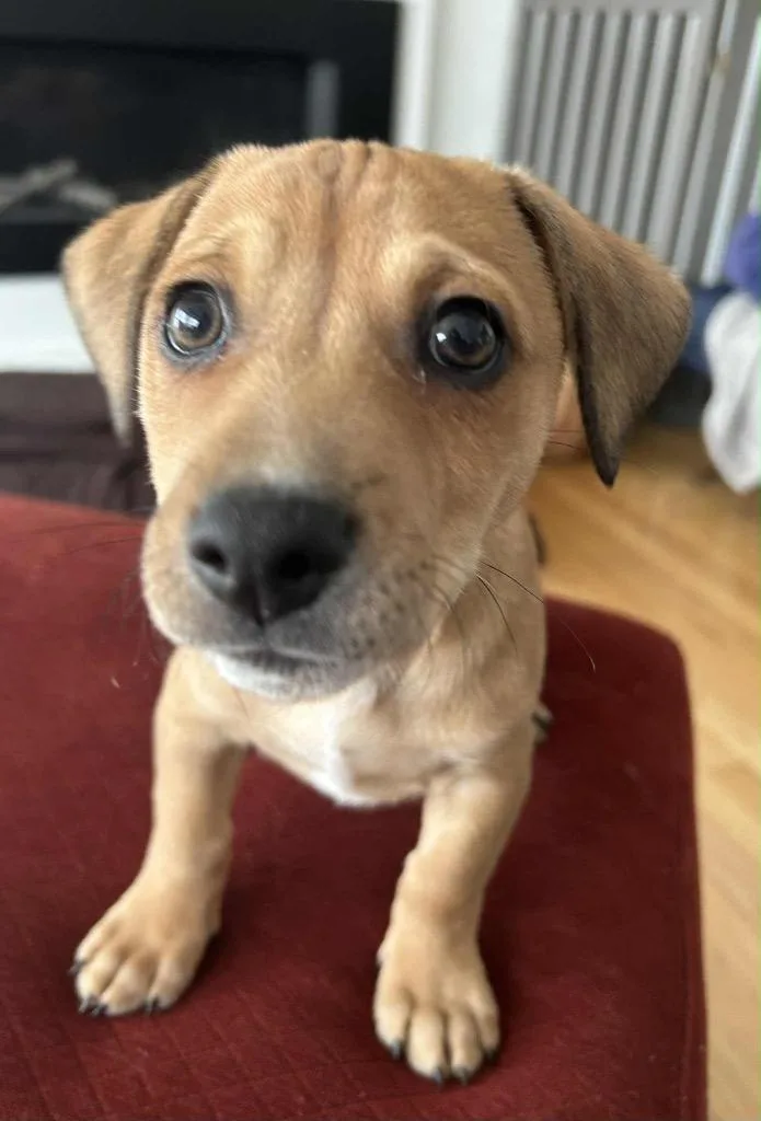 Marcello thumbnail 5