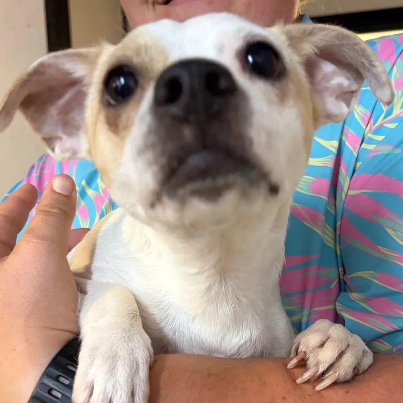 An adult small-sized female White / Cream Mixed Breed dog named Chloe for adoption in Lake Jackson, TX