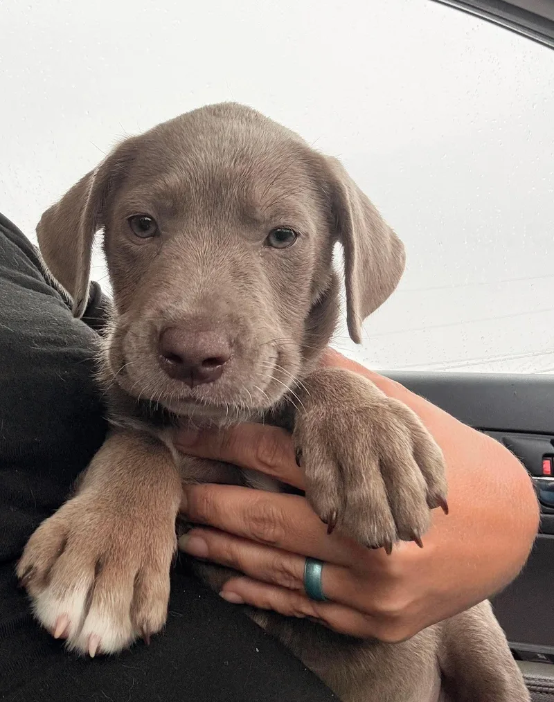 A baby medium-sized male Weimaraner dog named Asher for adoption in Panama City, FL