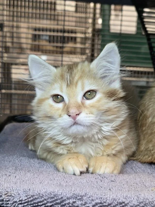 A baby small-sized male Domestic Medium Hair cat named Sauce for adoption in Millersville, MD