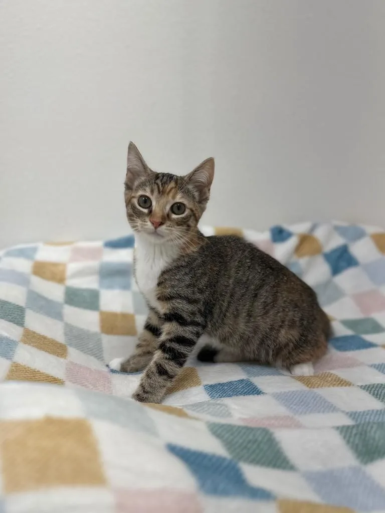 A baby small-sized female Domestic Short Hair cat named Frosted Flakes @Petsmart Walker for adoption in Newberg, OR