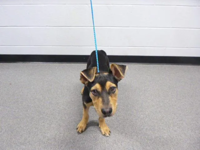 A baby small-sized female German Shepherd Dog dog named Winn Dixie for adoption in Kalamazoo, MI