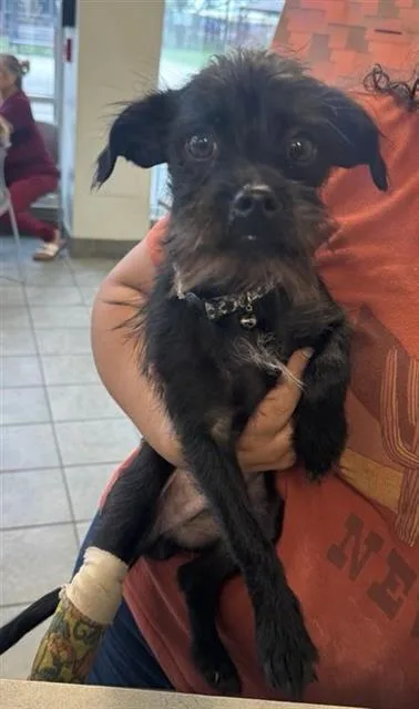 An adult small-sized male Schnauzer dog named Scout for adoption in San Antonio, TX