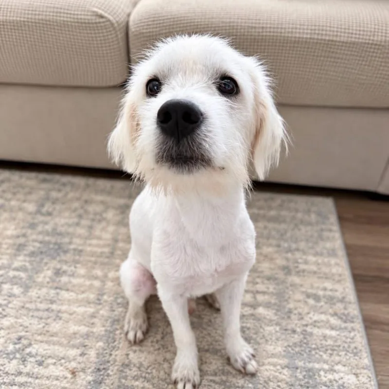 A baby medium-sized male Labrador Retriever dog named Noodle for adoption in Philadelphia, PA