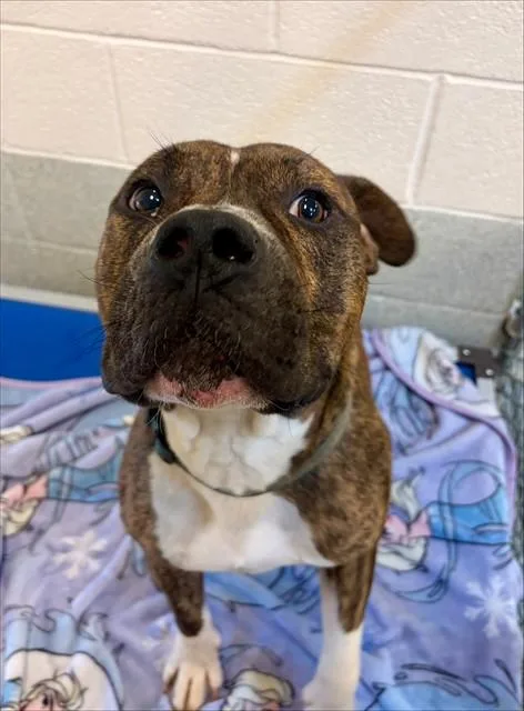 An adult medium-sized male Pit Bull Terrier dog named Davey for adoption in Statesville, NC