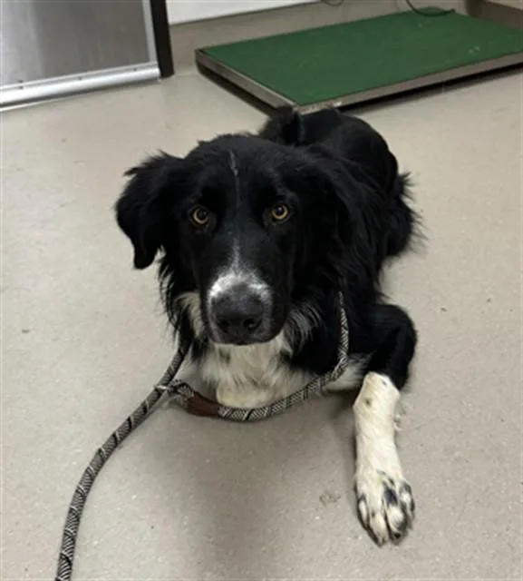 A young medium-sized male Border Collie dog named Giligan for adoption in San Luis Obispo, CA
