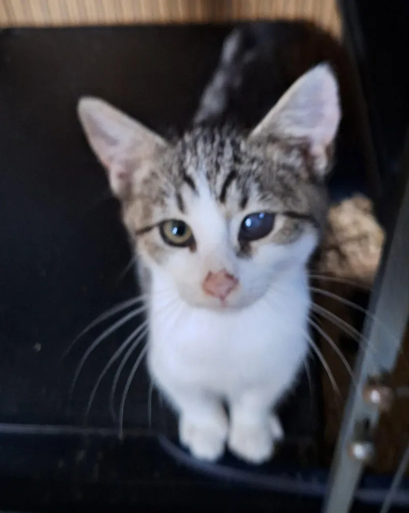 A baby medium-sized male White Domestic Short Hair cat named Kyler for adoption in Richmond, VA