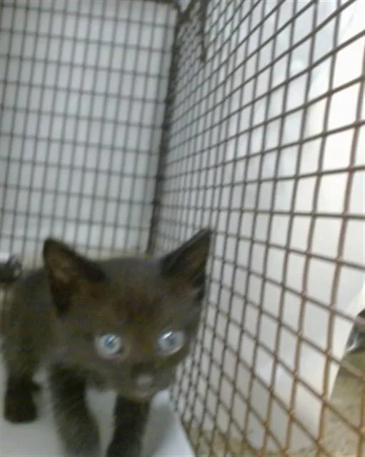 A baby small-sized female Domestic Short Hair cat named Mela for adoption in Miami, FL