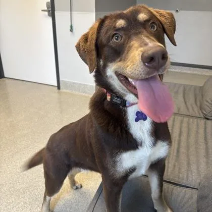 An adult large-sized female Brown / Chocolate Mixed Breed dog named Lilo for adoption in Lansing, MI
