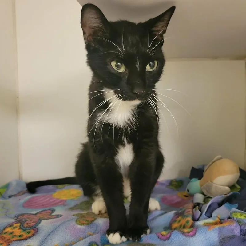 An adult medium-sized female Black Domestic Short Hair cat named Mercedes for adoption in Columbia, MO