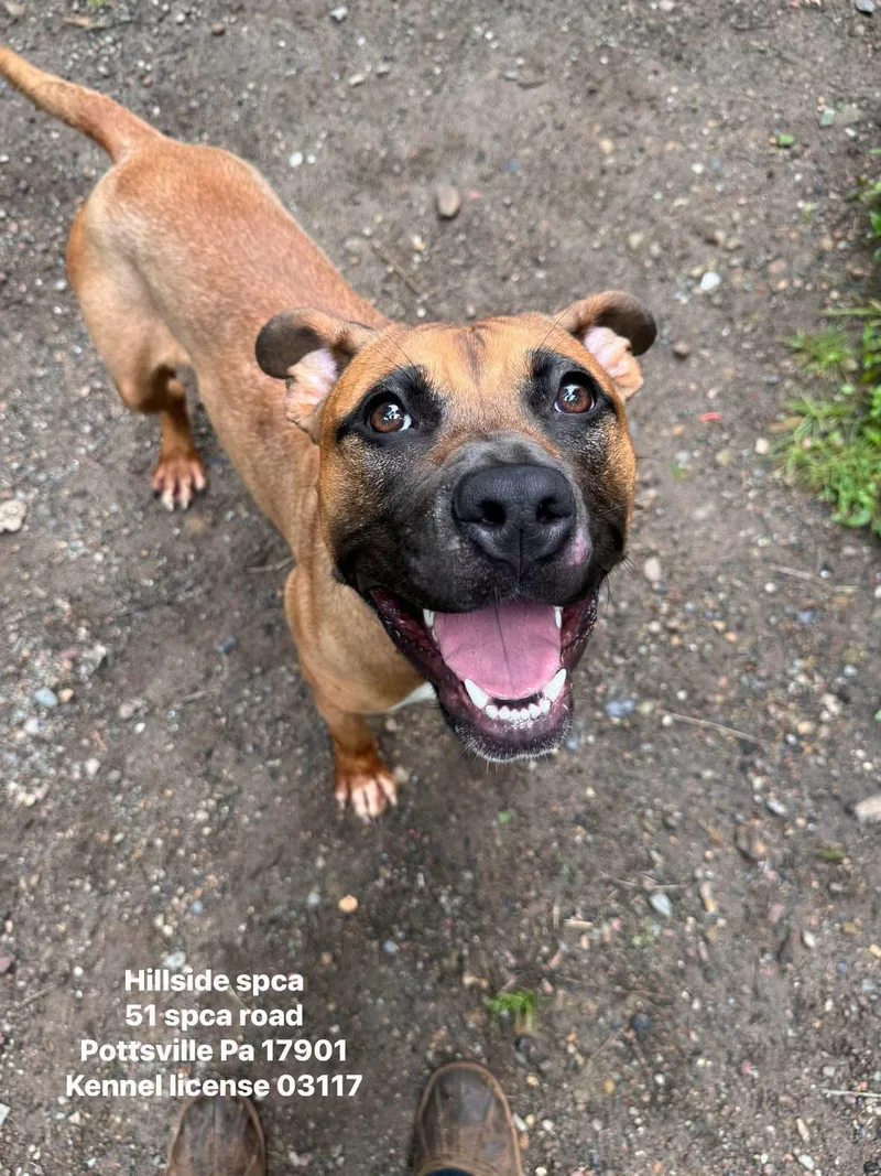 A young medium-sized female Brown / Chocolate Pit Bull Terrier dog named Nevaeh for adoption in Pottsville, PA