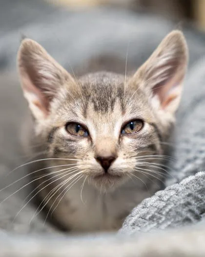A baby small-sized female Domestic Short Hair cat named Nugget for adoption in Pequot Lakes, MN