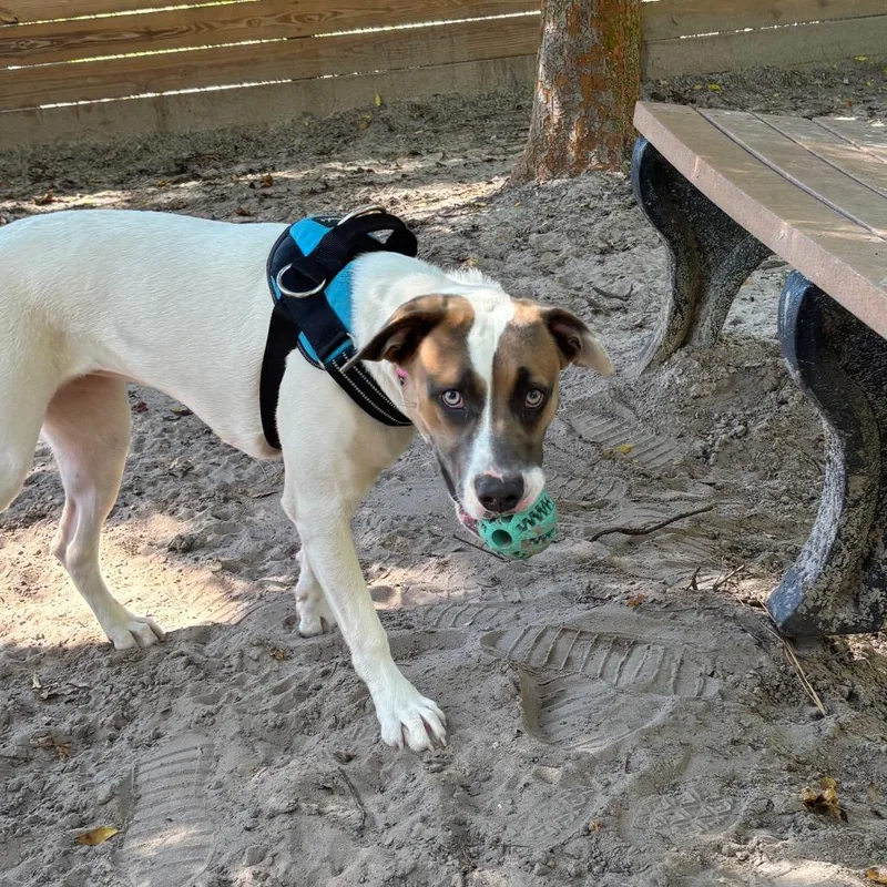 A young medium-sized female White / Cream Mixed Breed dog named Lea for adoption in Middleburg, FL