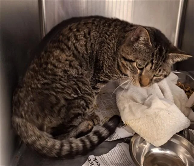 A young large-sized male Domestic Short Hair cat named Geoffery for adoption in Hagerstown, MD