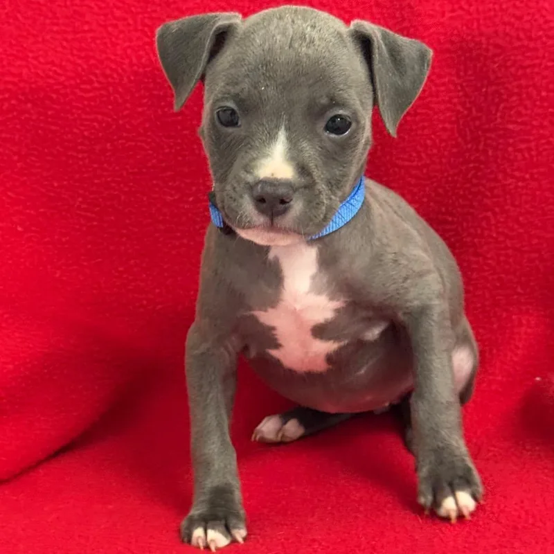 A baby medium-sized female Gray / Blue / Silver Pit Bull Terrier dog named River for adoption in St. Peters, MO